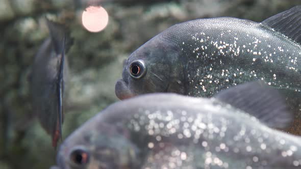 Piranha (Serrasalmus Nattereri)