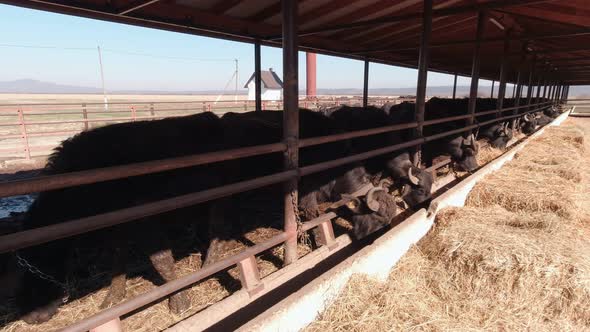 Buffaloes On The Farm