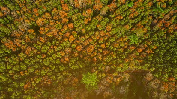 Colorful of forest Top down Aerial view Shot on drone camera. Nature and travel concept