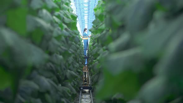 Female Agriculturist Is Being Shown Through the Cucumber Bushes