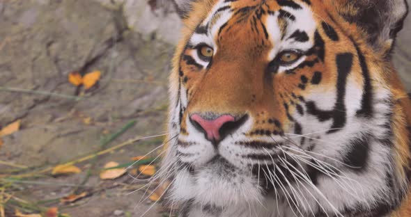 Siberian Tiger Was Also Called Amur Tiger, Manchurian Tiger, Korean Tiger