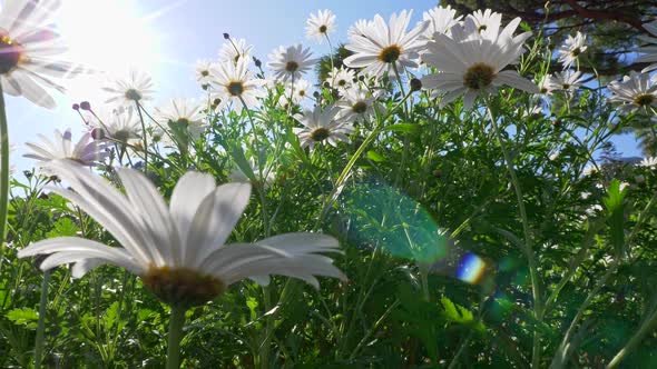 Moving Through Camomile Flowers Field. The Sun Is Shining Bright in the Hot Summer Day. 