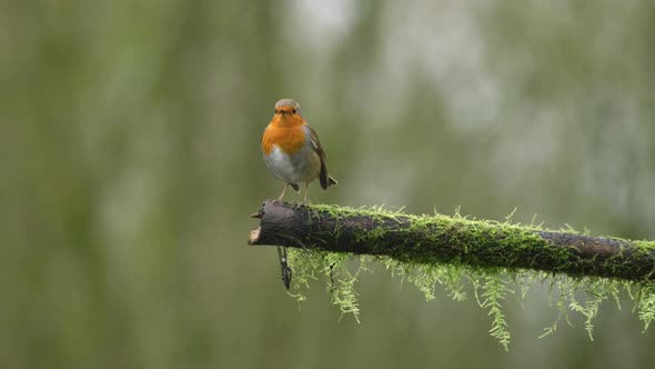 A stationary slowmo footage of a european robin resting on a tree branch while looking around. It sa
