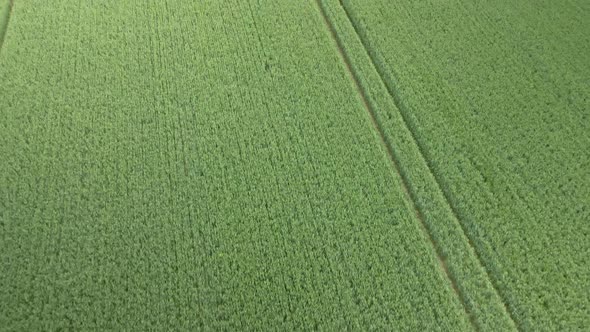 aerial push in over green wheat crop fields on rural agricultural land