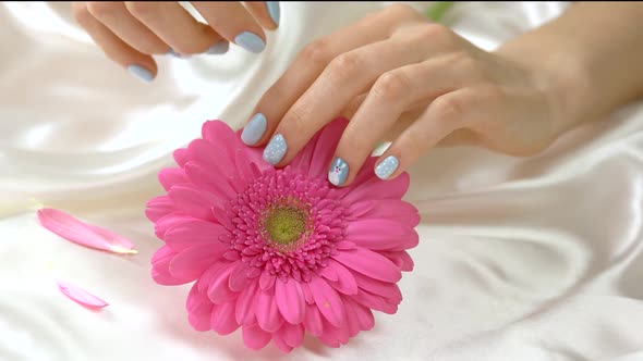 Young Hands Gently Touching Pink Gerbera.