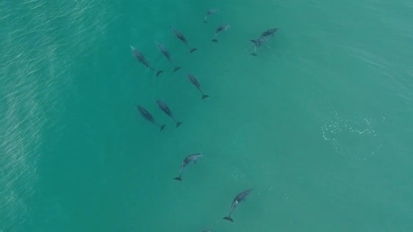 Aerial view of a large pod of dolphins playing and catching waves