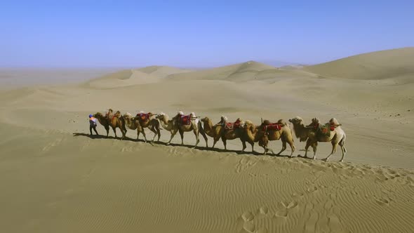 Six Camels and a Drover in the Chinese Part of the Gobi Desert