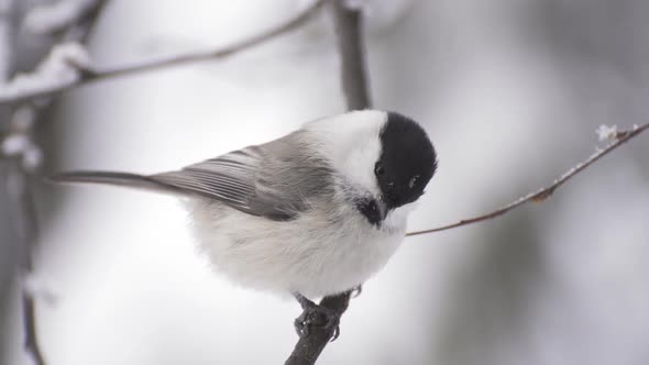 Small Bird Tit on the Snow Cowered Tree Branch