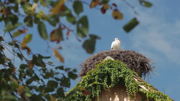 The Stork In The Nest