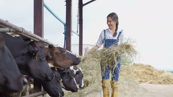 Young beautiful woman agricultural farmer feeding herd of cows with hay grass in cowshed.