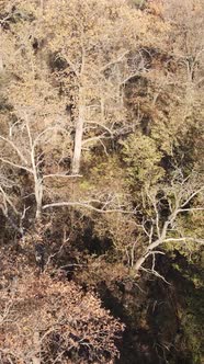 Vertical Video of an Autumn Forest During the Day