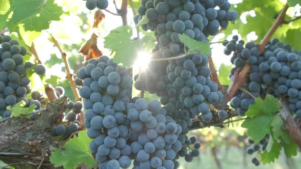 Red ripe vine grapes in vineyard. Red wine, winery grapevine.