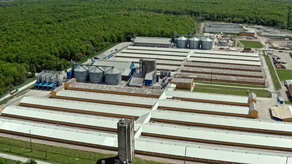 Aerial View of Large Animal Pig Farm on the Natural Background. V2