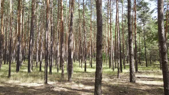 Natural Forest Landscape By Day