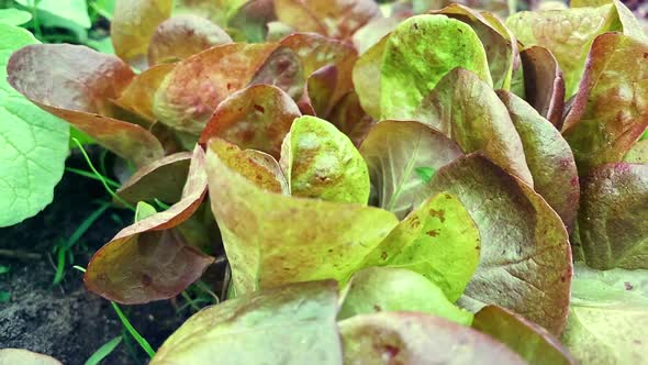 Leaves Red Oak Leaf Lettuce  Top View Slow Motion Camera Dolly Wiring