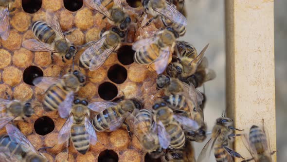 Beekeeping