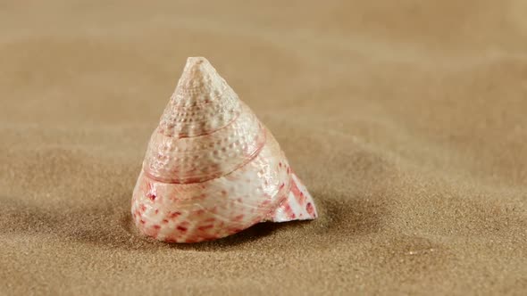Unusual Pink Ocean Shell with Sand on Black, Back Light, Rotation, Close Up