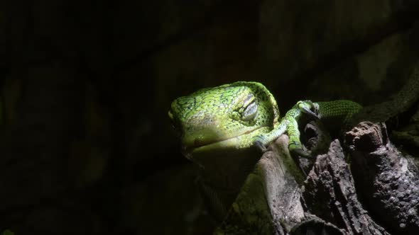 Green Tree Monitor Lizard Opening her Eye