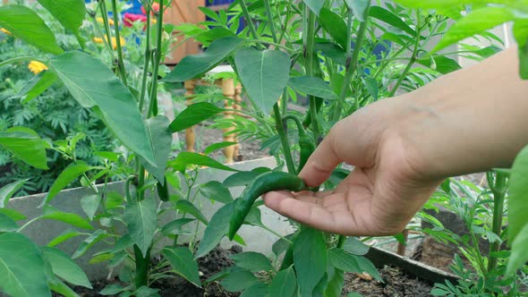 Growth Green Pepper