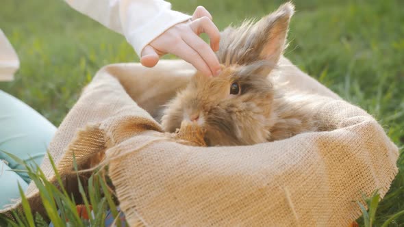 Little Girl Puts Dyed Decorative Eggs in a Basket Which Sits in the Brown Easter Bunny