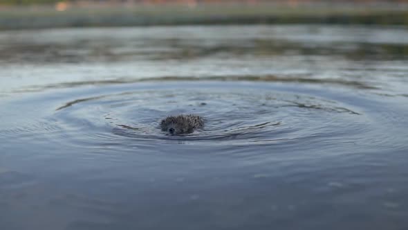 Slowly Wild Hedgehog Swims on the River