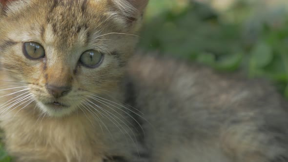 Cute kitten  in the garden   4K 3840X2160 UHD footage - Little cat play in natural environment 4K 21