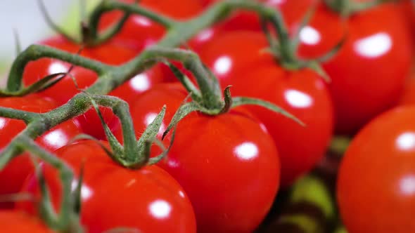 Fresh Tomato Harvest for Traditional Italian Cuisine and Foods