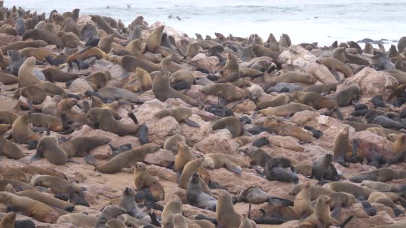 Big sea lion colony near the coast at Cape Cross Seal Reserve 