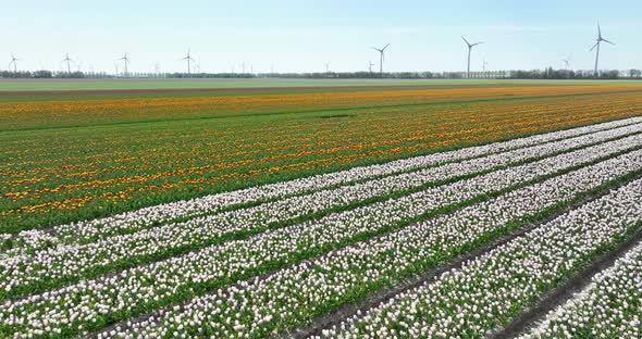 Aerial view of flowering tulip field and wind turbines, Flevoland, Netherlands