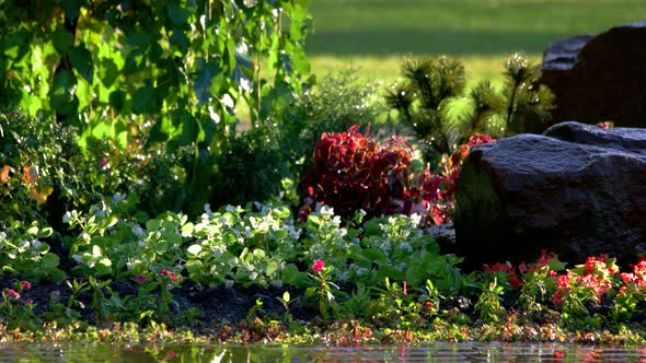 Green Plants and Rocks.