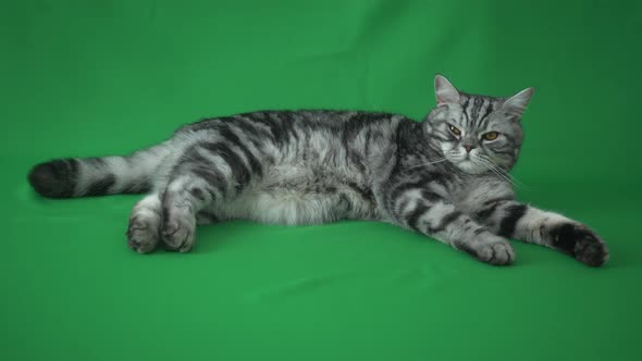 Scottish Straight Cat On Green Background