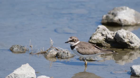 little ringed plover in natural habitat. Charadrius dubius