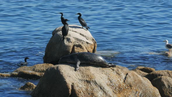 harbor seal climbs onto a haulout to sun itself