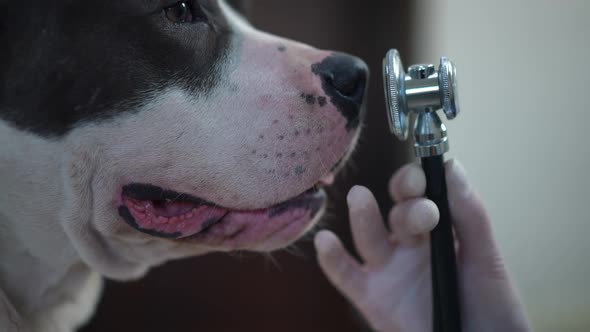 Closeup Stethoscope with Curios Unsure Dog Sniffing Medical Instrument Turning in Slow Motion