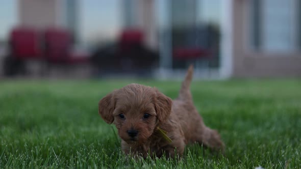 4K Slow Motion Goldendoodle Puppy In Garden In The Evening Eating Grass.