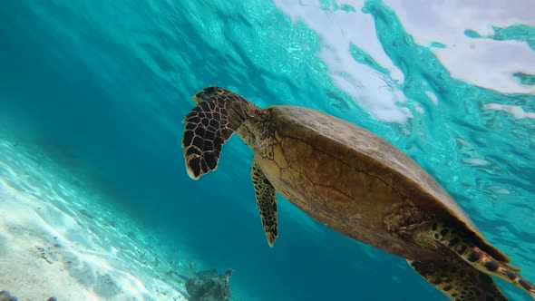 Closeup of a Huge Turtle Underwater in Maldives