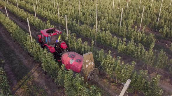 Drone Aerial Footage of Tractor Spraying Orchard Covered with Hail Protection Nets in Springtime
