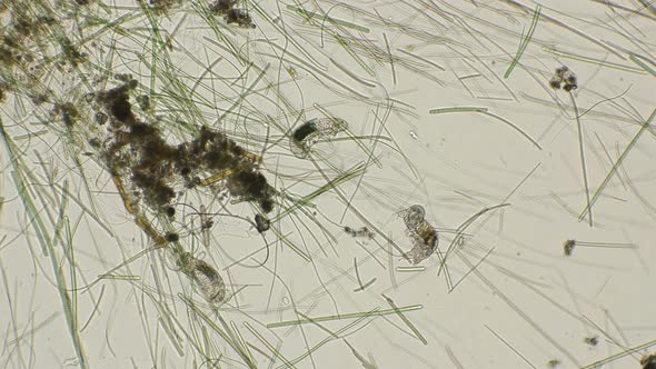 Three Water Bears Tardigrada 