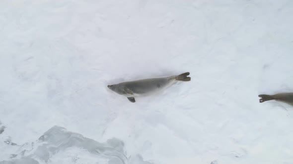 Weddell Seal Family Lie Snow Surface Aerial View