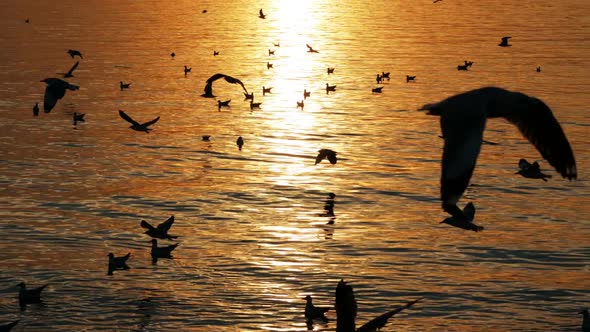 Birds Flying in Evening