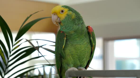 Pet Parrot perched. Amazona oratrix. Handheld, shallow focus