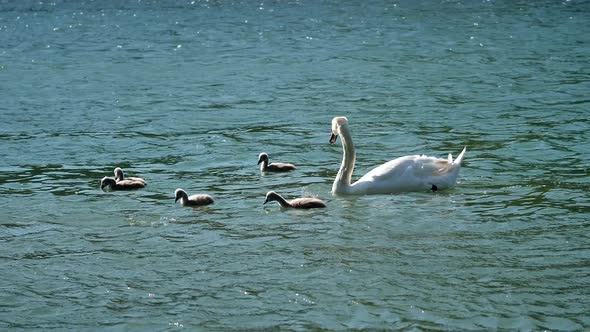Big Swan family floats on a river.