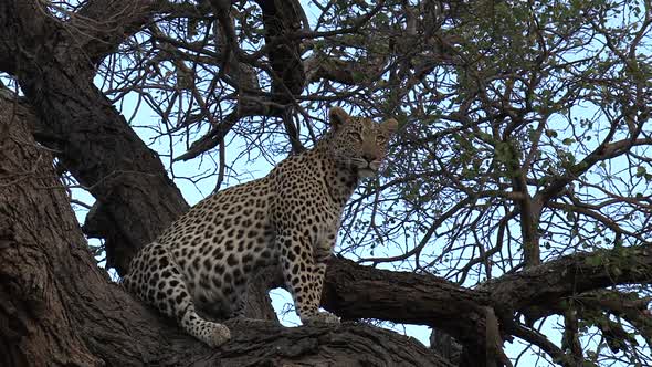 Close view of lone leopard sitting in tree with leafy branches