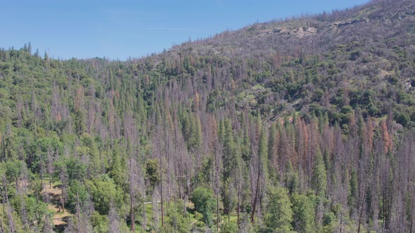 Aerial Drone Shot of Quiet and Mountain Road in California Wilderness (Sierra National Forest, CA)