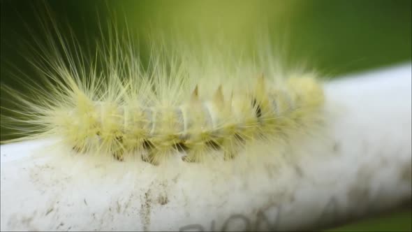Yellow Caterpillar crawling on the pipe HD Video, animal macro footage