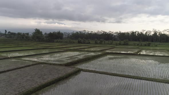 Aerial view of paddy field growing semiaquatic rice, Malang, Indonesia.