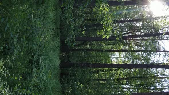 Vertical Video of a Beautiful Green Pine Forest on a Summer Day Slow Motion