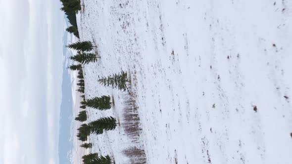 Low flight over hill covered in snow, scattered pine trees. Vertical video format