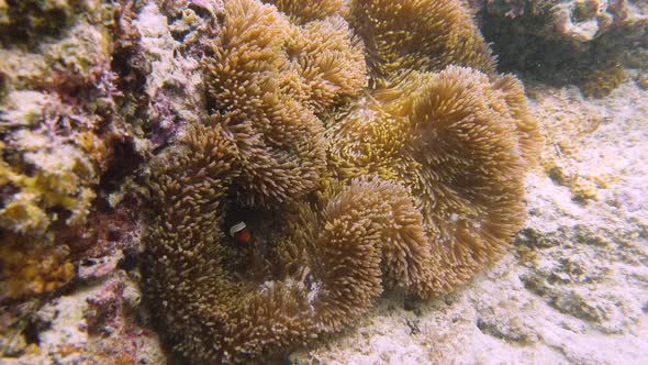 Sea Anemone and Clown Fish