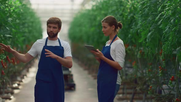 Agronomy Farmers Check Tomatoes Vegetable Using Tablet Device in Greenhouse